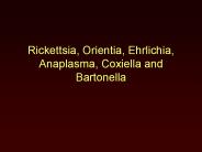 Rickettsia, Orientia, Ehrlichia, Anaplasma, Coxiella and Bartonella