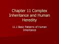 Chapter 11 Complex Inheritance and Human Heredity PowerPoint PPT Presentation