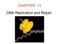 DNA Replication and Repair PowerPoint PPT Presentation