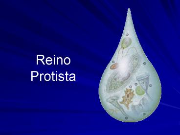 Reino Protista