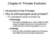 Chapter 6: Primate Evolution