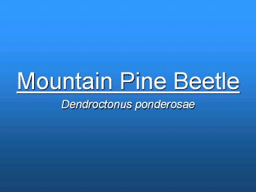 Mountain Pine Beetle