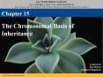 The Chromosomal Basis of Inheritance PowerPoint PPT Presentation