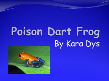 Poison Dart Frog