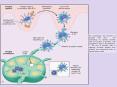 The morphology and functions of dendritic cells (DC). The morphology of cultured dendritic cells, the location of dendritic cells (Langerhans cells) in the epidermis. C, The role of dendritic cells in capturing microbial antigens from epithelia and PowerPoint PPT Presentation