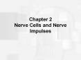 Chapter 2 Nerve Cells and Nerve Impulses PowerPoint PPT Presentation