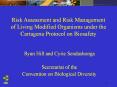 Risk Assessment and Risk Management of Living Modified Organisms under the Cartagena Protocol on Biosafety PowerPoint PPT Presentation