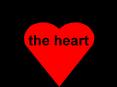 the heart PowerPoint PPT Presentation