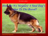 How Do We Measure A Stud Dog