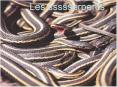 Les ssssserpents PowerPoint PPT Presentation