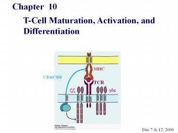 T-Cell Maturation, Activation, and