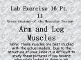 Lab Exercise 16 Pt. II Gross Anatomy of the Muscular System PowerPoint PPT Presentation