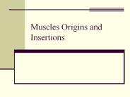 Muscles Origins and Insertions