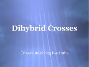 Dihybrid Crosses