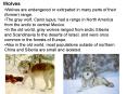 Wolves PowerPoint PPT Presentation