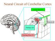 Neural Circuit of Cerebellar Cortex