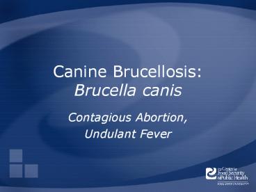Canine Brucellosis: Brucella canis