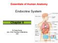 Essentials of Human Anatomy Endocrine System PowerPoint PPT Presentation