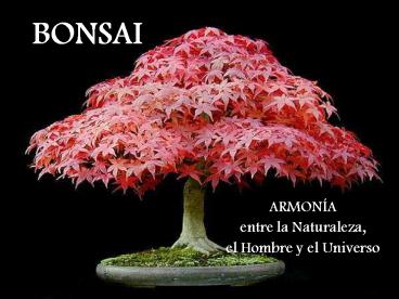 BONSAI