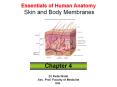 Essentials of Human Anatomy Skin and Body Membranes PowerPoint PPT Presentation