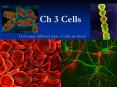 Ch 3 Cells PowerPoint PPT Presentation