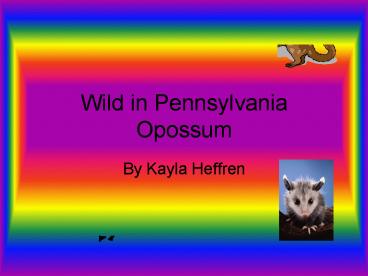 Wild in Pennsylvania Opossum