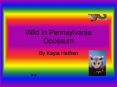 Wild in Pennsylvania Opossum PowerPoint PPT Presentation