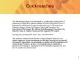 Cockroaches PowerPoint PPT Presentation