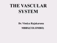 THE VASCULAR SYSTEM