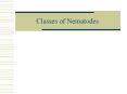 Classes of Nematodes PowerPoint PPT Presentation