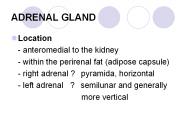 ADRENAL GLAND