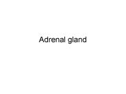 Adrenal gland