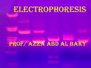 Isoelectric focusing