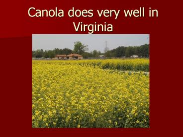 Canola does very well in Virginia