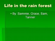 Life in the rain forest