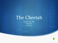 The Cheetah PowerPoint PPT Presentation