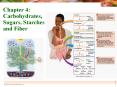 Chapter 4: Carbohydrates, Sugars, Starches and Fiber PowerPoint PPT Presentation