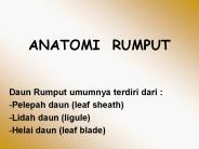 ANATOMI RUMPUT