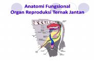 Anatomi Fungsional