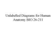 Unlabelled Diagrams for Human Anatomy BIO 26-211