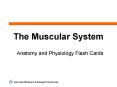 The Muscular System PowerPoint PPT Presentation