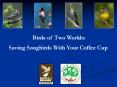 Birds of Two Worlds: PowerPoint PPT Presentation