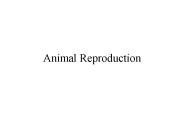 Animal Reproduction