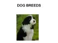 DOG BREEDS PowerPoint PPT Presentation