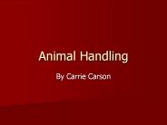 Animal Handling