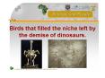 Birds that filled the niche left by the demise of dinosaurs. PowerPoint PPT Presentation