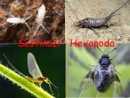 Hexapoda