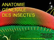 ANATOMIE G