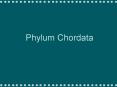 Phylum Chordata PowerPoint PPT Presentation