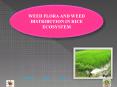 WEED FLORA AND WEED DISTRIBUTION IN RICE ECOSYSTEM PowerPoint PPT Presentation